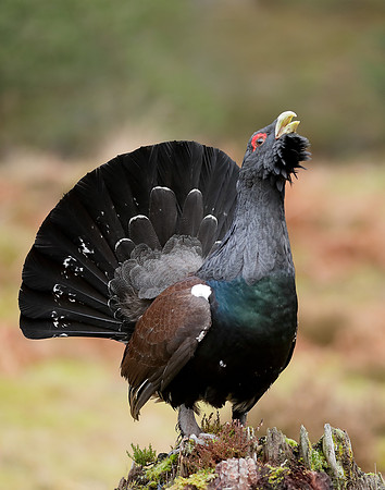 Capercaillie Tetrao urogallus