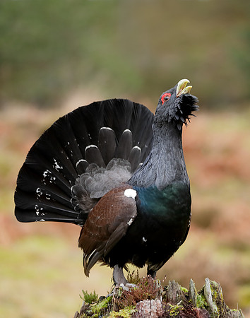 Capercaillie Tetrao urogallus