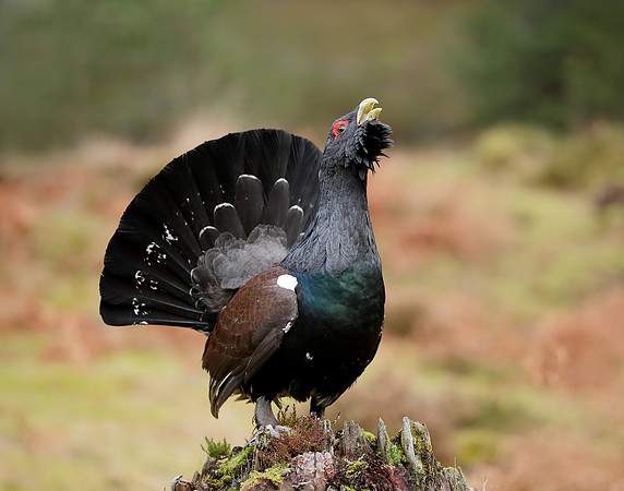Capercaillie Tetrao urogallus