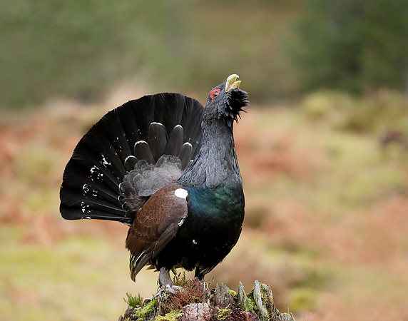 Capercaillie Tetrao urogallus