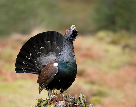 Capercaillie Tetrao urogallus