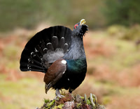 Capercaillie Tetrao urogallus