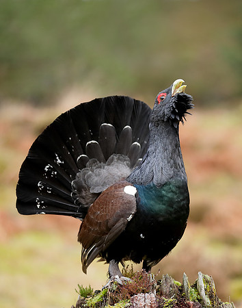 Capercaillie Tetrao urogallus