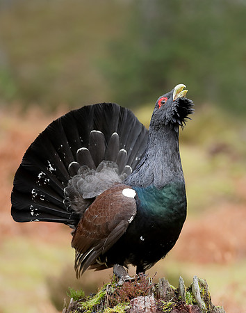 Capercaillie Tetrao urogallus