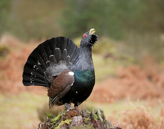 Capercaillie Tetrao urogallus