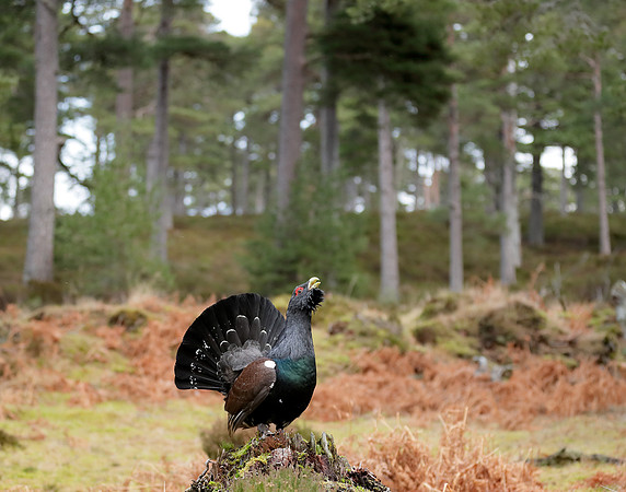 Capercaillie Tetrao urogallus
