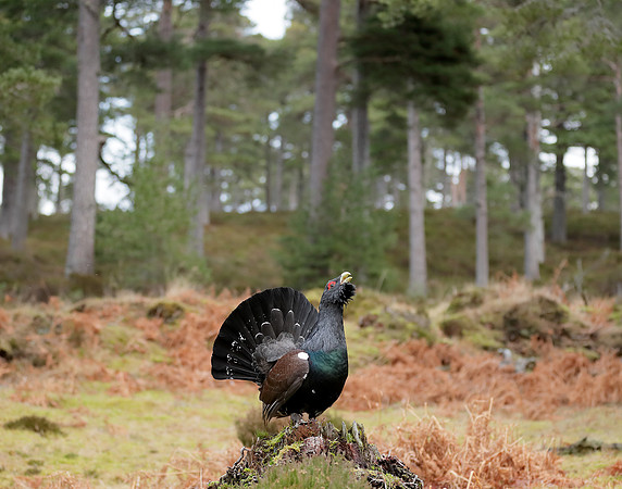 Capercaillie Tetrao urogallus