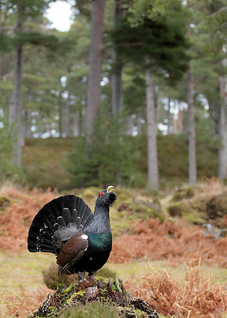 Capercaillie Tetrao urogallus