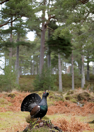 Capercaillie Tetrao urogallus