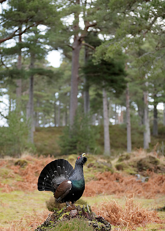 Capercaillie Tetrao urogallus