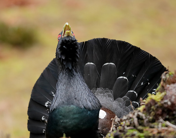 Capercaillie Tetrao urogallus