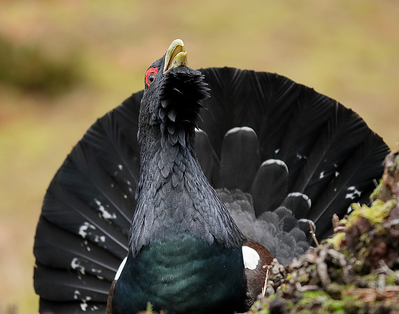 Capercaillie Tetrao urogallus