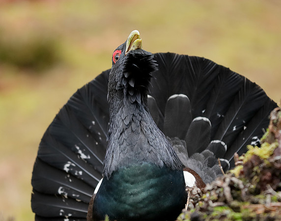 Capercaillie Tetrao urogallus