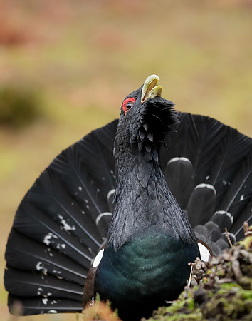 Capercaillie Tetrao urogallus