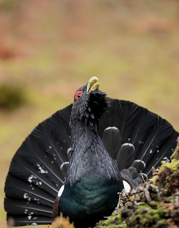 Capercaillie Tetrao urogallus