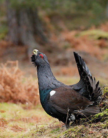 Capercaillie Tetrao urogallus