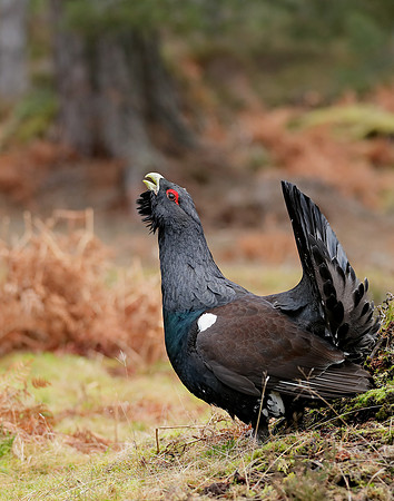 Capercaillie Tetrao urogallus