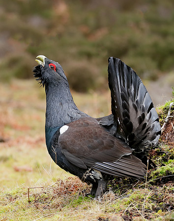 Capercaillie Tetrao urogallus