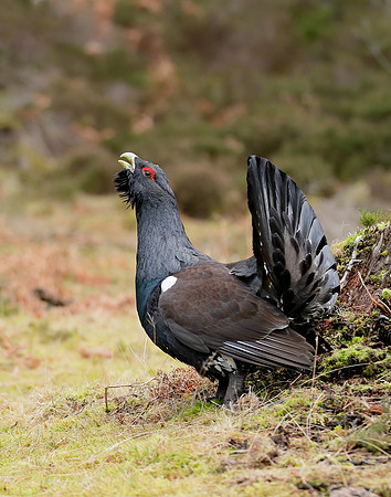 Capercaillie Tetrao urogallus