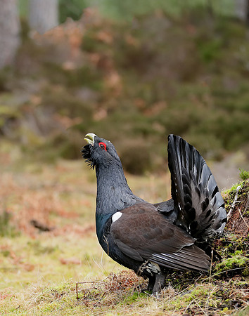 Capercaillie Tetrao urogallus