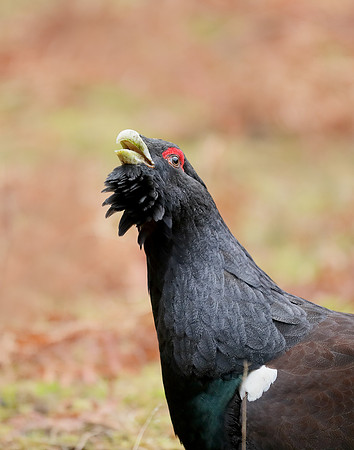 Capercaillie Tetrao urogallus