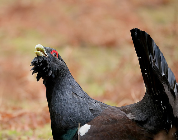 Capercaillie Tetrao urogallus