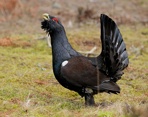 Capercaillie Tetrao urogallus