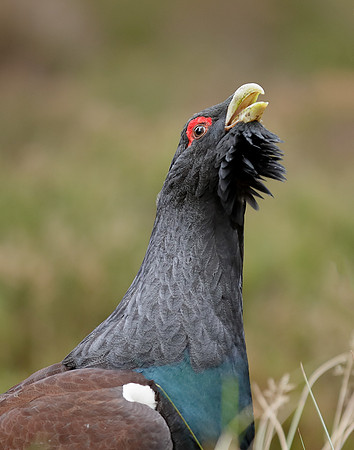 Capercaillie Tetrao urogallus