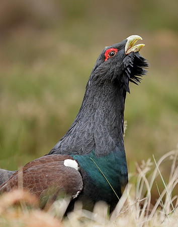 Capercaillie Tetrao urogallus