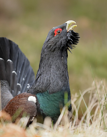 Capercaillie Tetrao urogallus