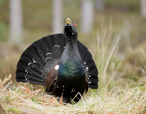 Capercaillie Tetrao urogallus