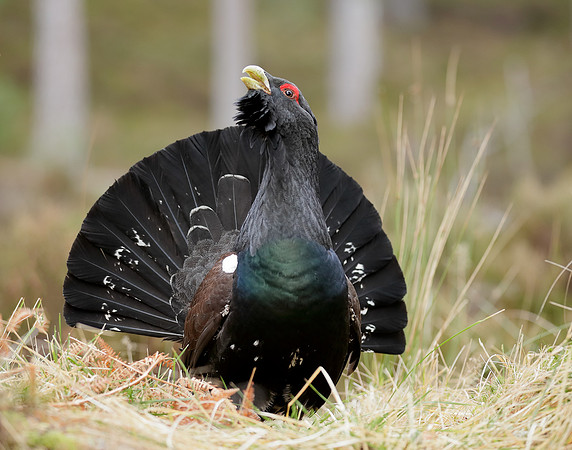 Capercaillie Tetrao urogallus