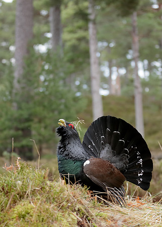 Capercaillie Tetrao urogallus