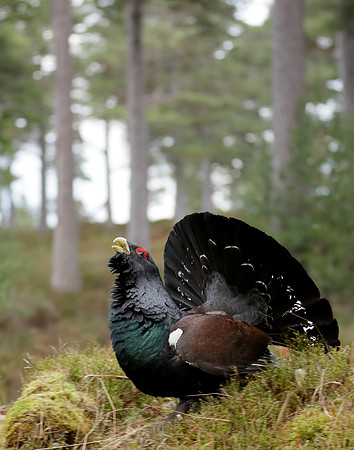 Capercaillie Tetrao urogallus