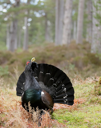 Capercaillie Tetrao urogallus