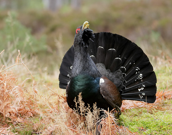 Capercaillie Tetrao urogallus
