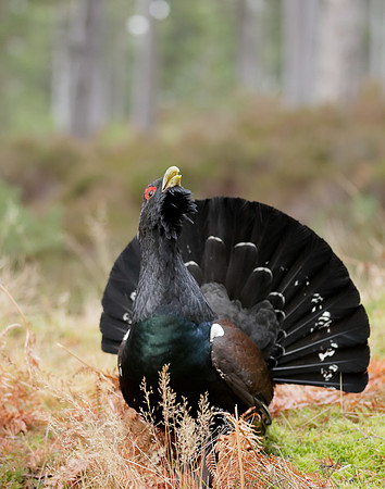 Capercaillie Tetrao urogallus