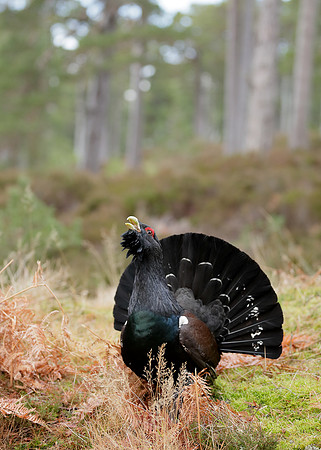 Capercaillie Tetrao urogallus