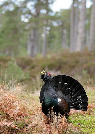 Capercaillie Tetrao urogallus