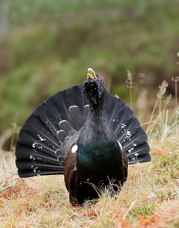 Capercaillie Tetrao urogallus