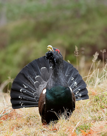 Capercaillie Tetrao urogallus