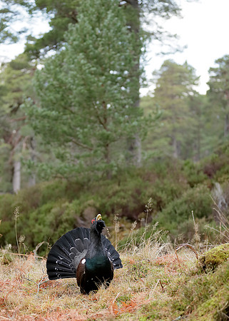 Capercaillie Tetrao urogallus