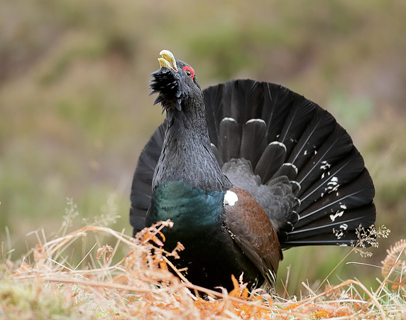 Capercaillie Tetrao urogallus