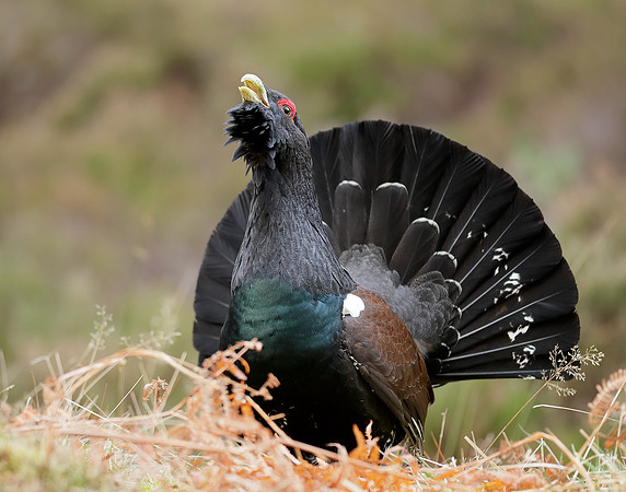Capercaillie Tetrao urogallus