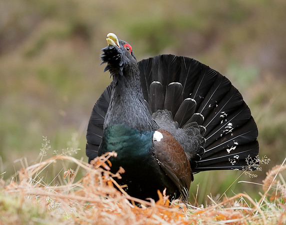 Capercaillie Tetrao urogallus