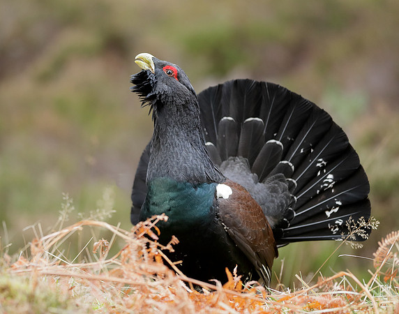 Capercaillie Tetrao urogallus