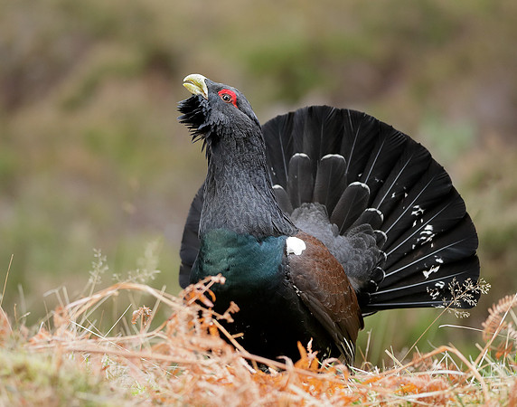 Capercaillie Tetrao urogallus