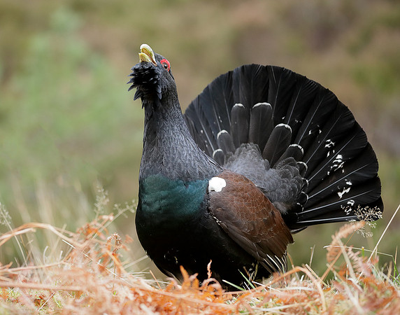 Capercaillie Tetrao urogallus