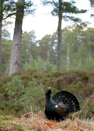 Capercaillie Tetrao urogallus