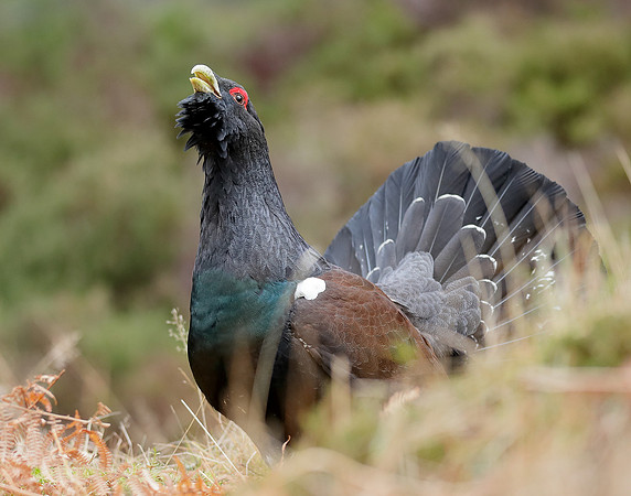 Capercaillie Tetrao urogallus